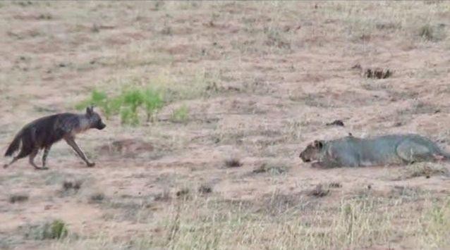 Clip: Trận địa "thiên la địa võng" sư tử dành tặng đặc biệt cho kẻ thù nguy hiểm nhất