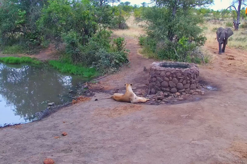 Clip: Bị "ú òa" hết hồn, voi rừng châu Phi thi triển tuyệt chiêu tối thượng đẩy lui cả vua sư tử