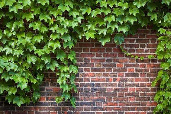 3 loại cây hút côn trùng, làm ổ cho chuột: Nghĩ kỹ trước khi trồng trong nhà