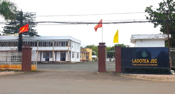 Vi phạm về môi trường, công ty chè Lâm Đồng bị phạt hơn 300 triệu đồng