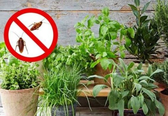5 loại cây đuổi gián mạnh gấp 100 lần bình xịt một đi không quay lại, nhà nào cũng nên trồng 1 cây