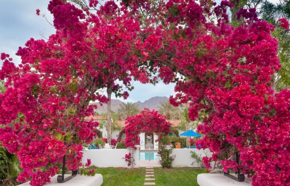 Hòa thứ gia vị này vào nước tưới cho hoa giấy: Hoa nở từng chùm rực rỡ quanh năm, không lo vàng lá