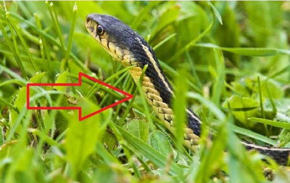 5 loại cây rắn mê như điếu đổ, muốn an toàn nhổ bỏ càng sớm càng tốt