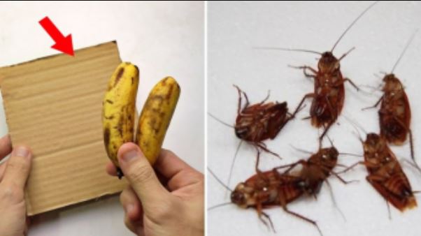 Trộn vỏ chuối với thứ này rồi để ở góc nhà, chỉ sau 1 đêm gián chạy sạch