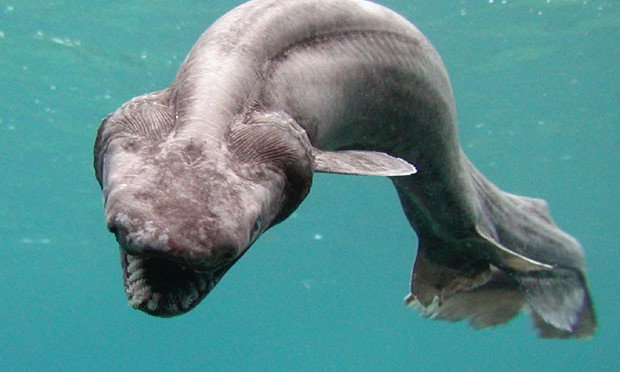 Tìm hiểu loài cá mập được xem là ‘trở về từ địa ngục’