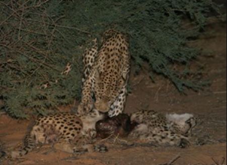 Clip: Báo hoa mai sát hại đồng loại dã man