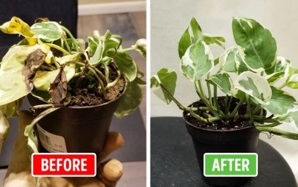 Cây cảnh muốn xanh tốt, nở hoa "vỡ chậu" không vàng lá, thối rễ: Chỉ cần rắc một nắm này vào chậu hoa