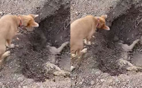 Clip: Cảm động trước cảnh chú chó đào huyệt chôn đồng loại