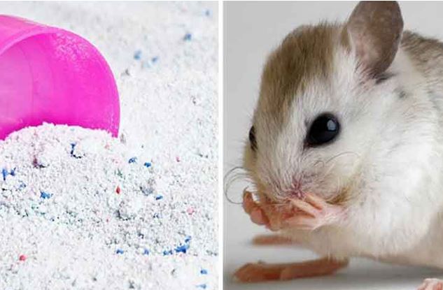 10 cách đuổi chuột ra khỏi nhà vừa đơn giản lại rẻ tiền, phụ nữ làm ngon ơ