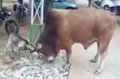 Clip: Dê húc nhau ác liệt với bò đực to gấp chục lần