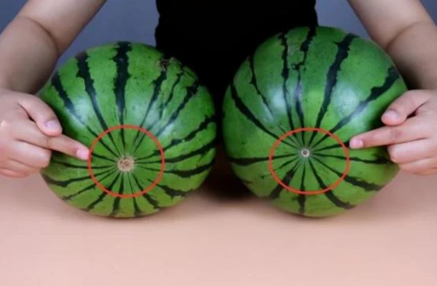 Chọn dưa hấu đừng vỗ mỏi tay: Nhìn vào 5 điểm này biết ngay dưa ngon ngọt, người thông minh làm từ lâu