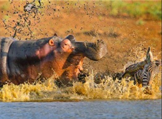 Clip: Khiếp vía trước cảnh bầy hà mã xé xác ngựa vằn