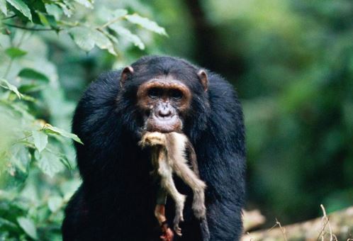 Clip: Rợn người nhìn cảnh tinh tinh săn giết khỉ