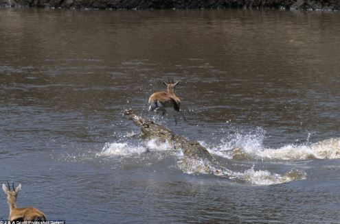 Màn thoát chết thần kì của linh dương trước cá sấu
