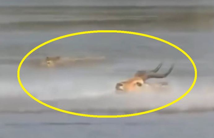 Clip: Bị truy sát, linh dương vẫn thoát chết ngọn mục