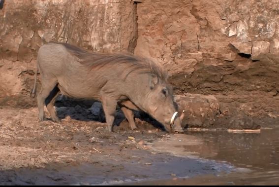 Cá sấu vọt lên như 'tên bắn khỏi cung', lợn rừng vẫn thoát chết thần kỳ
