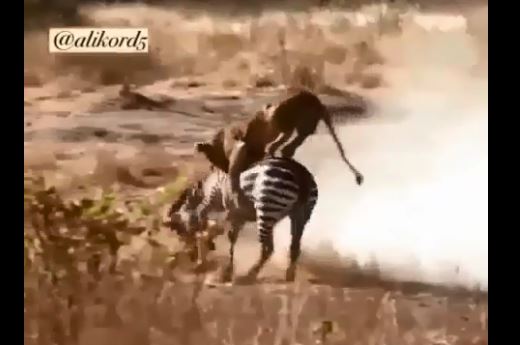 Ngựa vằn hành sư tử 'thừa sống thiếu chết'