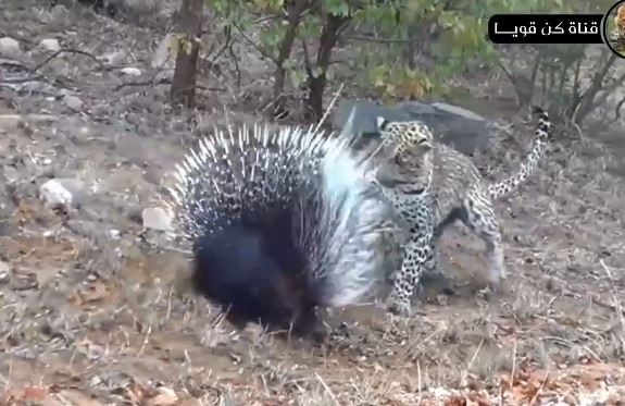 Nhím đen tung vũ khí bí mật sắc bén khiến mọi kẻ săn mồi phải 'bó tay'