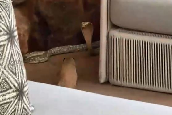 Đối đầu cầy Mangut, hổ mang Nam Phi làm gì để thoát chết?