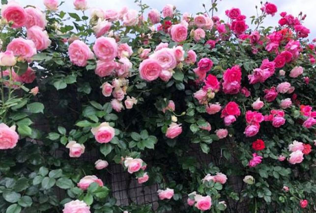 Trồng hoa hồng chỉ thấy lá không thấy hoa: Tưới thứ này vào cây nở bông to như bát, đẹp quanh năm