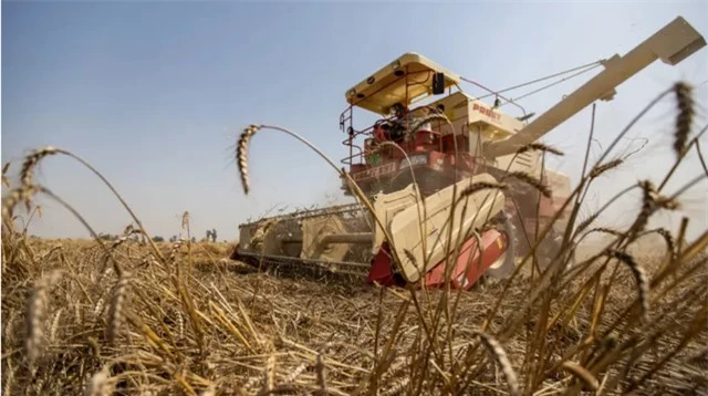 Thiếu gạo toàn cầu lớn nhất trong 20 năm - Ảnh 1.