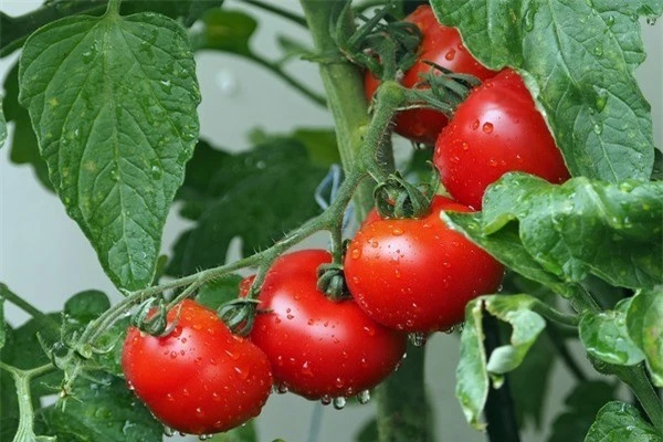 Các món ăn có cà chua cung cấp cho cơ thể bạn một lượng vitamin C