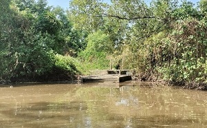 Cà Mau: Cưỡng chế thu hồi hơn 127 ha đất lâm nghiệp của doanh nghiệp do sử dụng sai mục đích