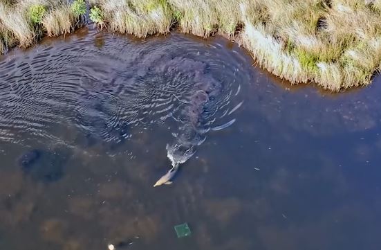 Cá heo mũi dài khuấy bùn bắt cá