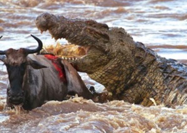 Clip: Bầy cá sấu “tha chết” cho linh dương đầu bò