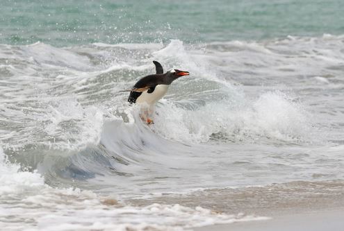 “Chết cười” với cảnh chim cánh cụt lướt sóng