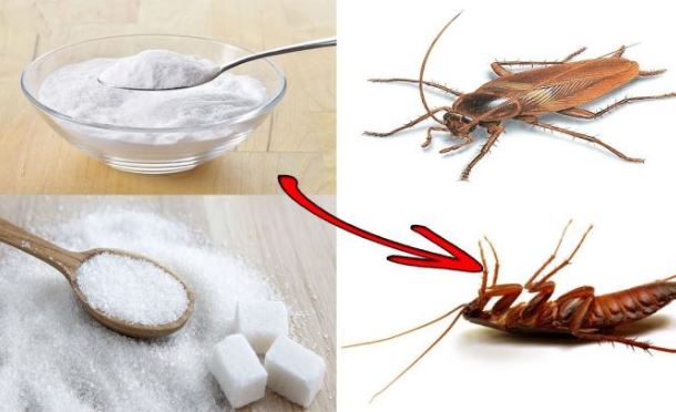 Đây là cách loại bỏ gián, kiến, muỗi, chuột...ra khỏi nhà tắm, nhà vệ sinh vĩnh viễn