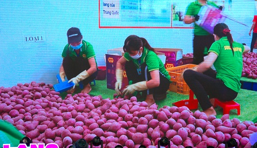 Vĩnh Long: Xuất khẩu chính ngạch chuyến hàng khoai lang đầu tiên sang Trung Quốc 