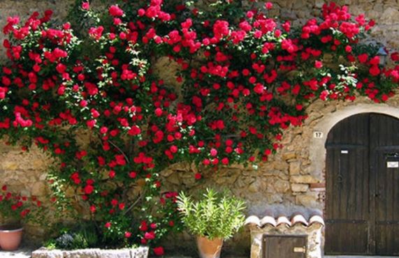 Trồng hoa hồng chỉ thấy lá chẳng thấy hoa: Làm ngay cách này hoa nở to, thơm ngát quanh năm