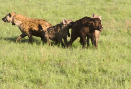 Clip: Trâu rừng mẹ “bất lực” nhìn linh cẩu xé xác con