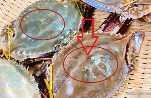 Dân biển cho biết: Mua ghẹ không nên chọn to hay nhỏ, nhìn vào 3 chỗ là biết ghẹ mập béo và nhiều thịt