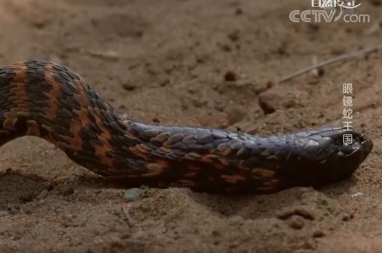 Chạm trán đối thủ cứng đầu, hổ mang chúa quằn quại giả chết để thoát thân