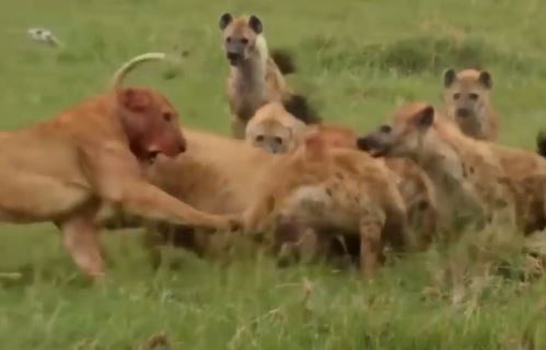 Clip: Cuộc chiến không khoan nhượng giữa đàn sư tử và linh cẩu