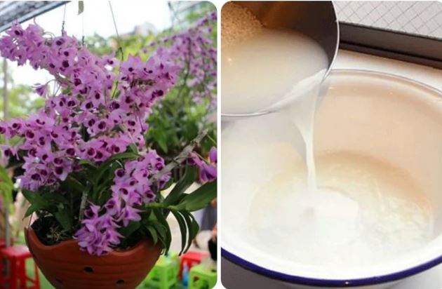 Đổ nước này vào tưới lan: Cây đang suy dinh dưỡng cũng xanh tươi, hoa tuôn như suối quanh năm