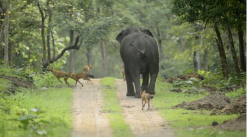 Đàn chó rừng “nếm quả đắng” vì cả gan tấn công voi con