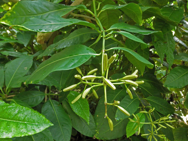 Khám phá loài cây bắt chim Pisonia bí ẩn