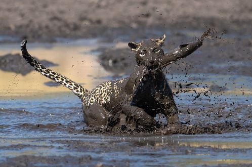 Clip: Báo trổ tài bắt cá trê siêu tốc