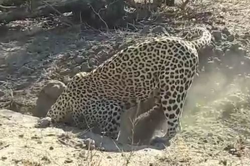 Clip: Báo đào hang tóm gọn heo rừng