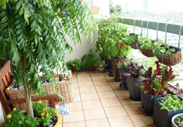 Mùa hè cây dễ bị héo, mách bạn 3 mẹo ‘hạ nhiệt’ cho cây, chỉ sau 1 đêm cây lại căng mọng