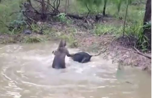 Clip: Chó nhận “cái kết đắng” vì tấn công kangaroo