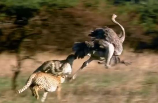 Clip: 3 con báo hợp sức săn đà điểu