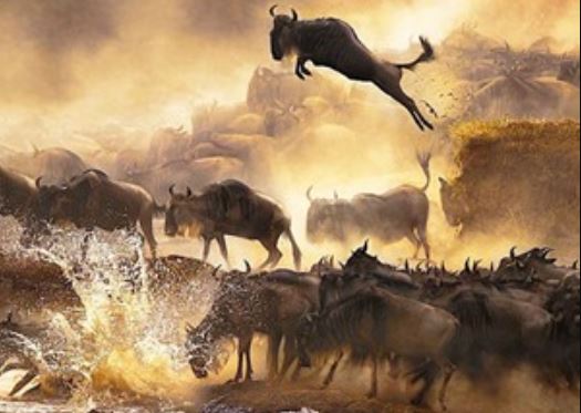 Clip: Cuộc vượt sông “đẫm máu” của linh dương đầu bò