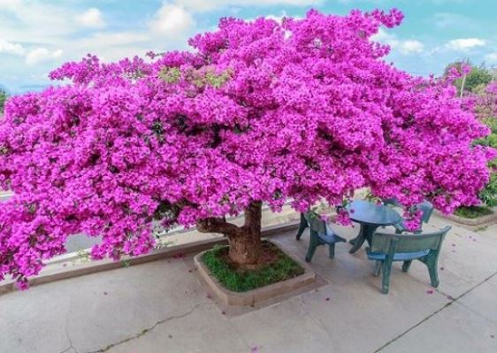 Hoa giấy lá xanh tươi nhưng không thấy bông: Làm ngay cách này hoa tuôn như suối, đẹp cả năm