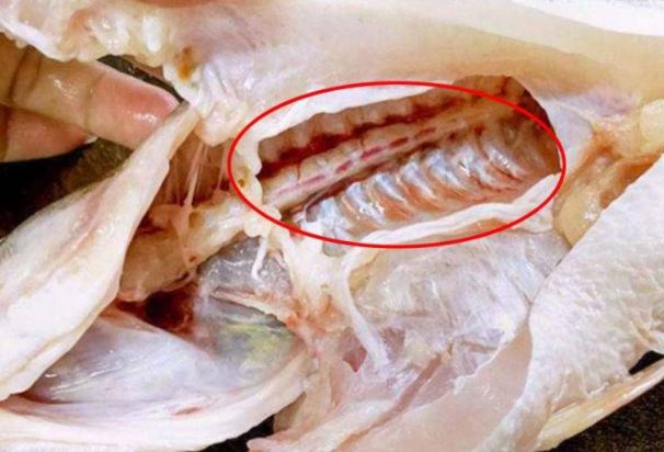 Làm cá chỉ cần rút sợi giây này thì mùi tanh biến mất lập tức, nấu cá món nào cũng ngon