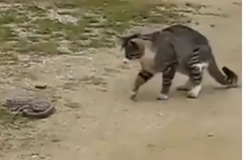 Clip: Mèo trổ tài bắt rắn trong chớp mắt