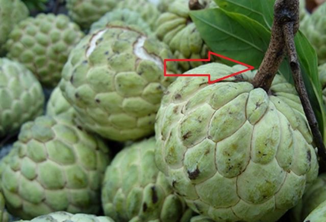 Người trồng na 20 năm cho biết: Muốn chọn na dai ngon ngọt vừa dày cùi, lại ít hạt cứ nhìn vào điểm này